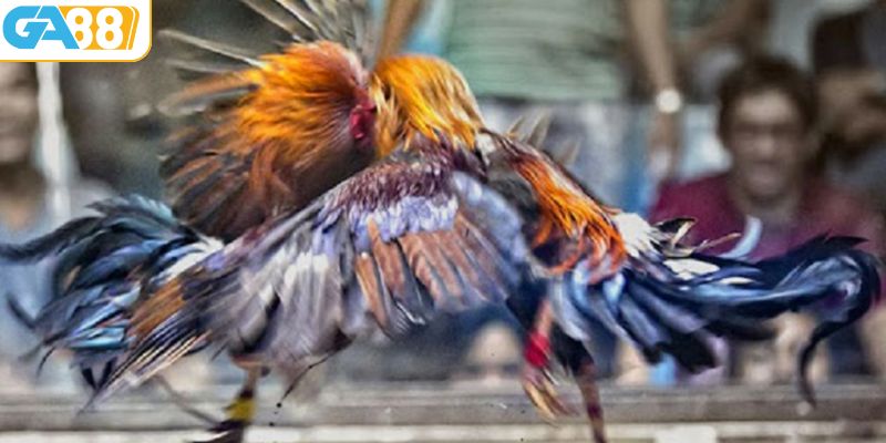 Đá gà cựa sắt rất được yêu thích 